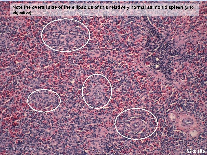 Note the overall size of the ellipsoids of this relatively normal salmonid spleen (x