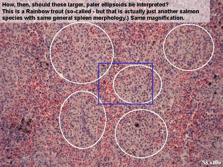How, then, should these larger, paler ellipsoids be interpreted? This is a Rainbow trout