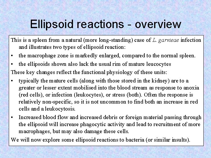 Ellipsoid reactions - overview This is a spleen from a natural (more long-standing) case