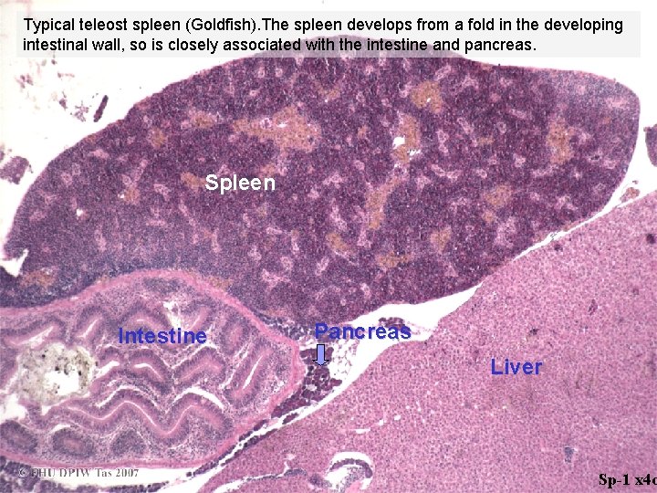 Typical teleost spleen (Goldfish). The spleen develops from a fold in the developing intestinal