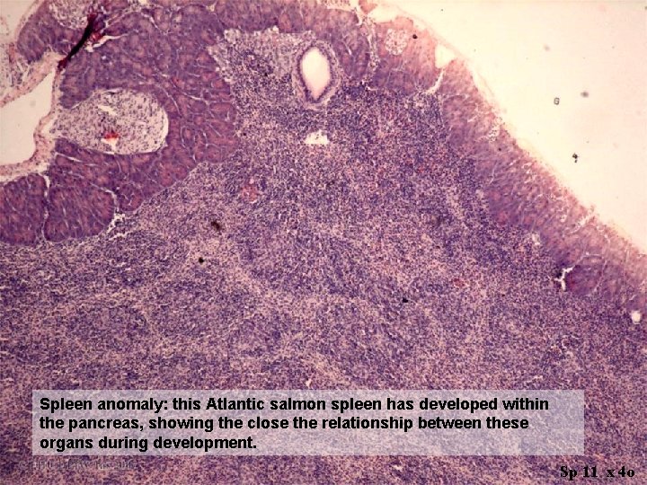 Spleen anomaly: this Atlantic salmon spleen has developed within the pancreas, showing the close