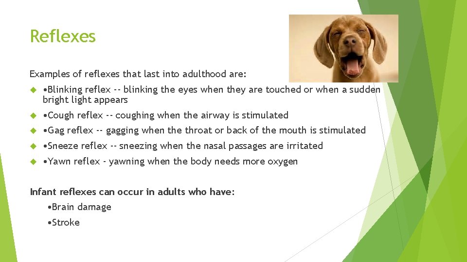 Reflexes Examples of reflexes that last into adulthood are: • Blinking reflex -- blinking