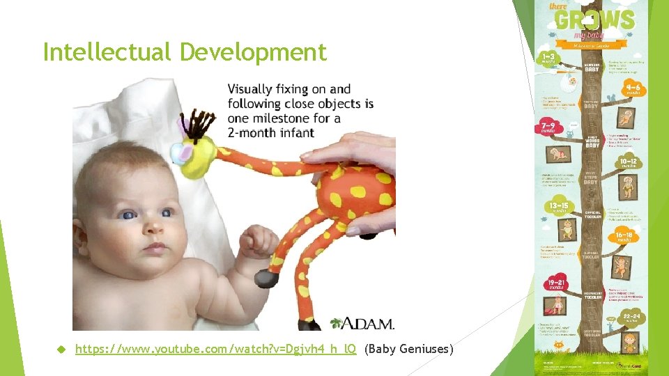 Intellectual Development https: //www. youtube. com/watch? v=Dgjvh 4_h_l. Q (Baby Geniuses) 