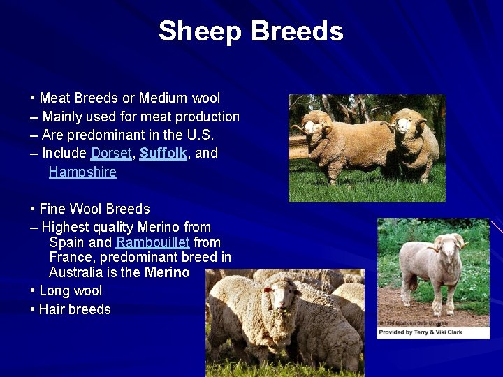 Sheep Breeds • Meat Breeds or Medium wool – Mainly used for meat production