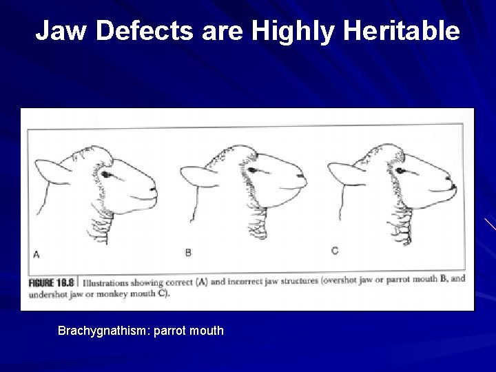 Jaw Defects are Highly Heritable Brachygnathism: parrot mouth 