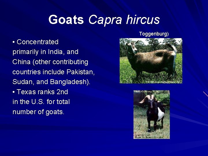 Goats Capra hircus Toggenburg) • Concentrated primarily in India, and China (other contributing countries