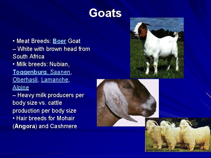 Goats • Meat Breeds: Boer Goat – White with brown head from South Africa
