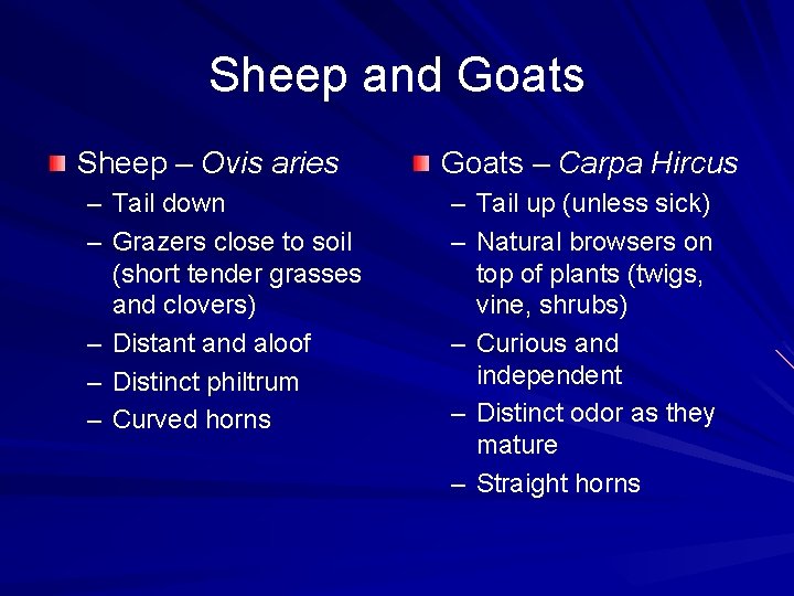 Sheep and Goats Sheep – Ovis aries – Tail down – Grazers close to