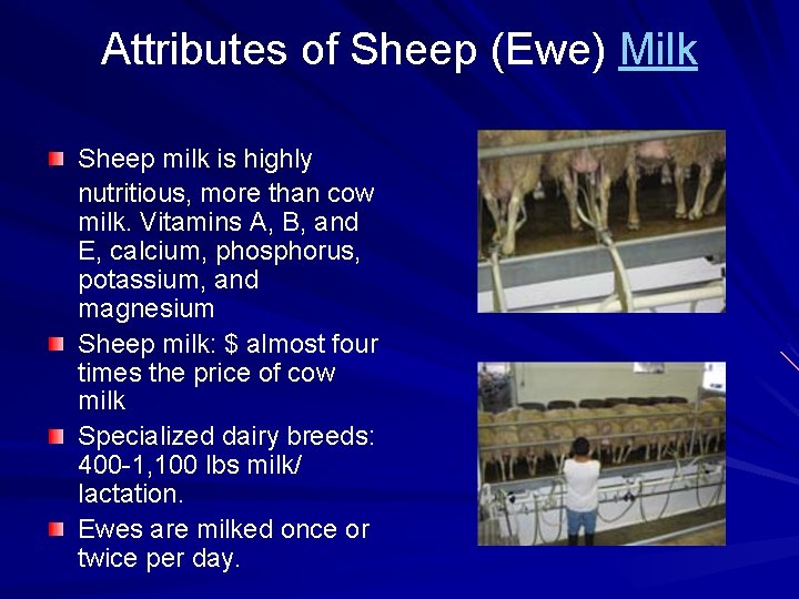 Attributes of Sheep (Ewe) Milk Sheep milk is highly nutritious, more than cow milk.