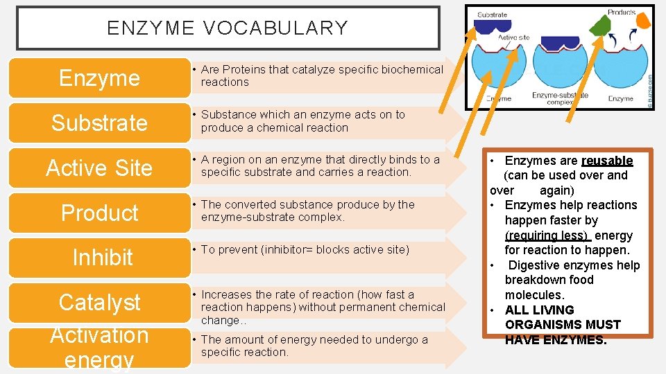 ENZYME VOCABULARY Enzyme Substrate Active Site • Are Proteins that catalyze specific biochemical reactions