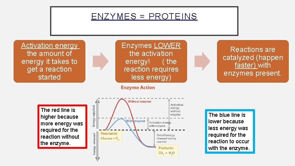 ENZYMES = PROTEINS Activation energy the amount of energy it takes to get a