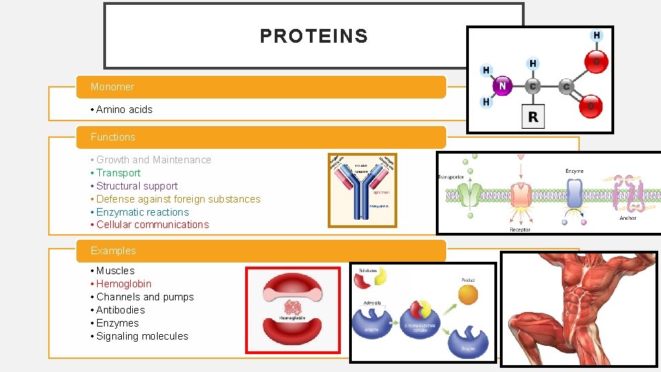 PROTEINS Monomer • Amino acids Functions • Growth and Maintenance • Transport • Structural