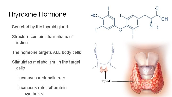 Thyroxine Hormone Secreted by the thyroid gland Structure contains four atoms of iodine The