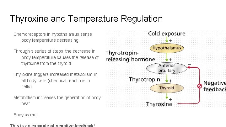 Thyroxine and Temperature Regulation Chemoreceptors in hypothalamus sense body temperature decreasing Through a series