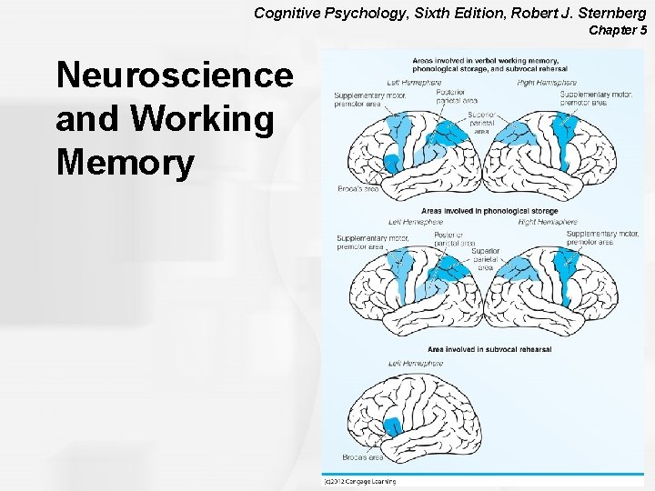 Cognitive Psychology, Sixth Edition, Robert J. Sternberg Chapter 5 Neuroscience and Working Memory 
