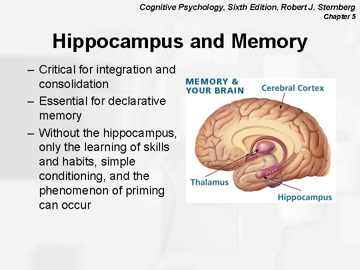 Cognitive Psychology, Sixth Edition, Robert J. Sternberg Chapter 5 Hippocampus and Memory – Critical