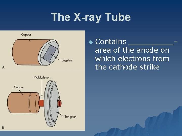 The X-ray Tube u Contains _____– area of the anode on which electrons from