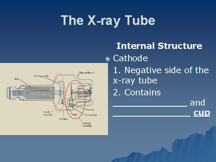 The X-ray Tube Internal Structure u Cathode 1. Negative side of the x-ray tube