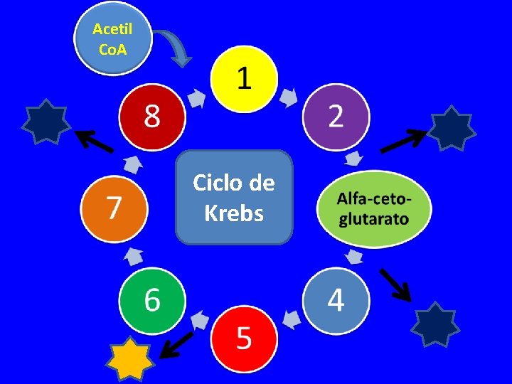 Acetil Co. A Ciclo de Krebs 