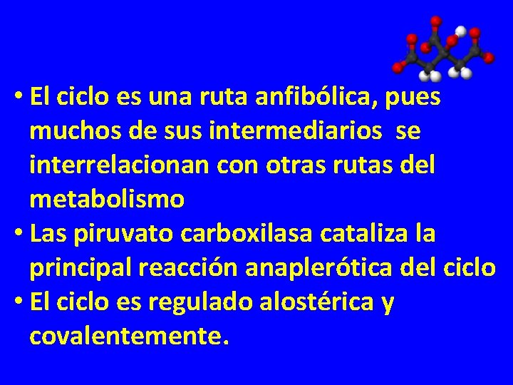  • El ciclo es una ruta anfibólica, pues muchos de sus intermediarios se