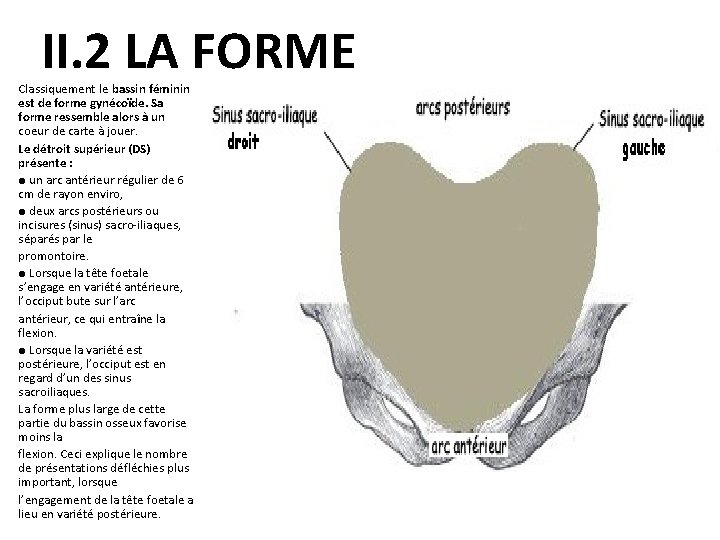 II. 2 LA FORME Classiquement le bassin féminin est de forme gynécoïde. Sa forme