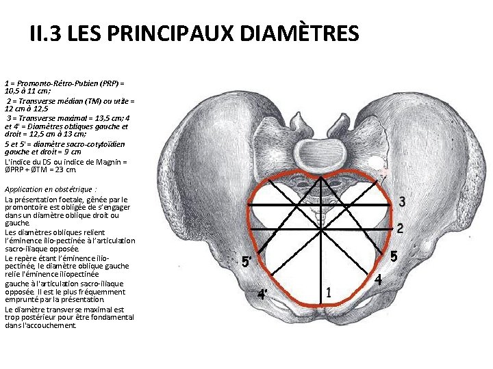 II. 3 LES PRINCIPAUX DIAMÈTRES 1 = Promonto-Rétro-Pubien (PRP) = 10, 5 à 11