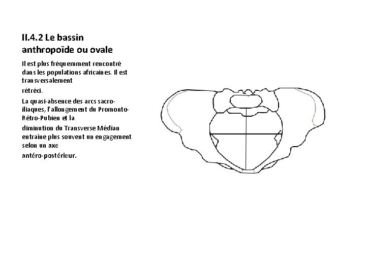 II. 4. 2 Le bassin anthropoïde ou ovale Il est plus fréquemment rencontré dans