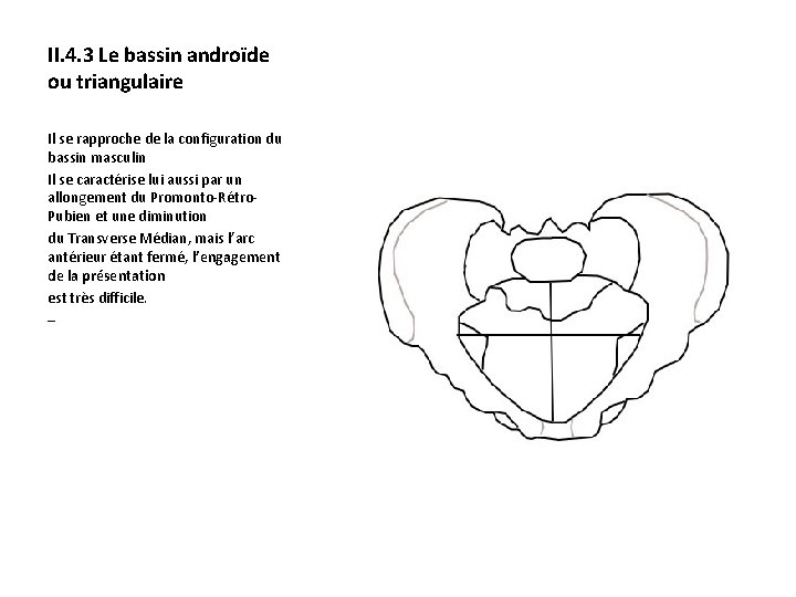 II. 4. 3 Le bassin androïde ou triangulaire Il se rapproche de la configuration