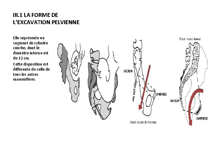 III. 1 LA FORME DE L’EXCAVATION PELVIENNE Elle représente un segment de cylindre courbe,