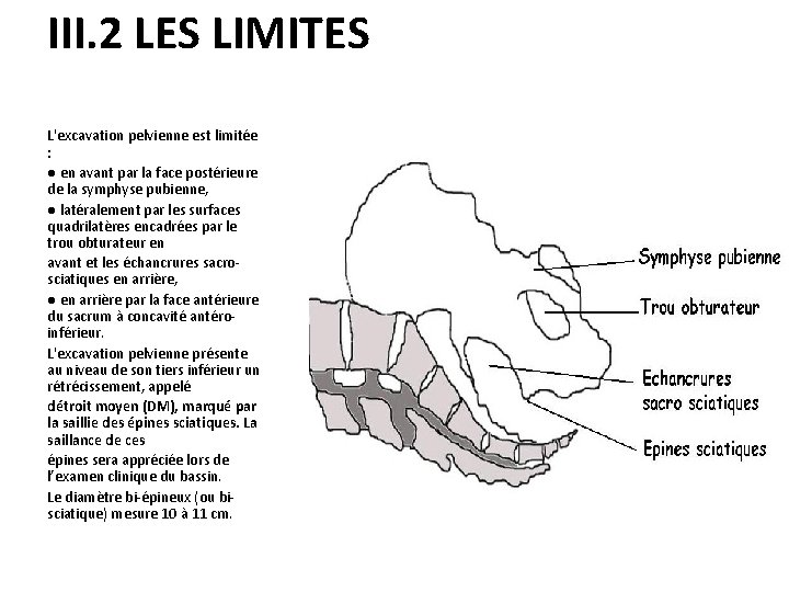 III. 2 LES LIMITES L'excavation pelvienne est limitée : ● en avant par la