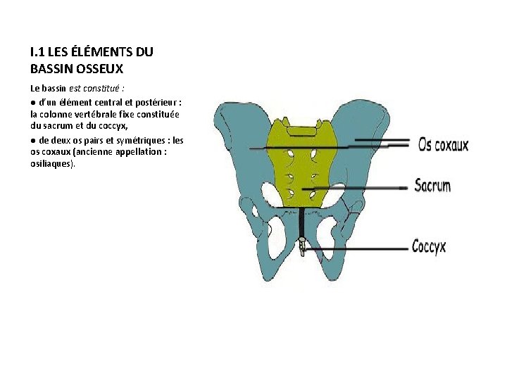 I. 1 LES ÉLÉMENTS DU BASSIN OSSEUX Le bassin est constitué : ● d’un