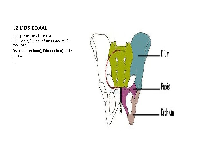 I. 2 L’OS COXAL Chaque os coxal est issu embryologiquement de la fusion de