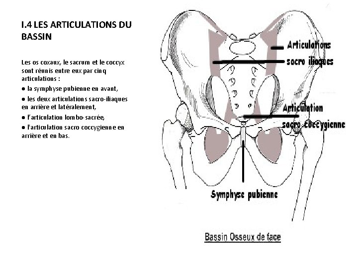 I. 4 LES ARTICULATIONS DU BASSIN Les os coxaux, le sacrum et le coccyx