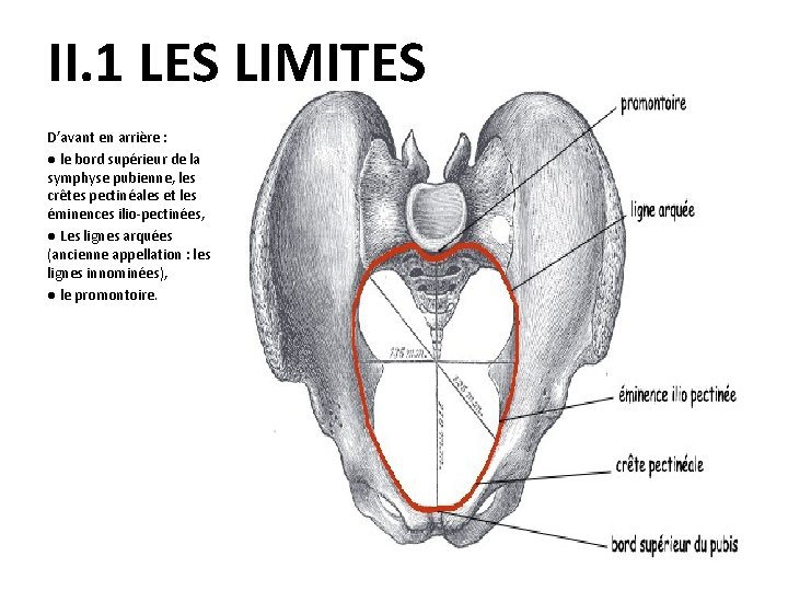 II. 1 LES LIMITES D’avant en arrière : ● le bord supérieur de la