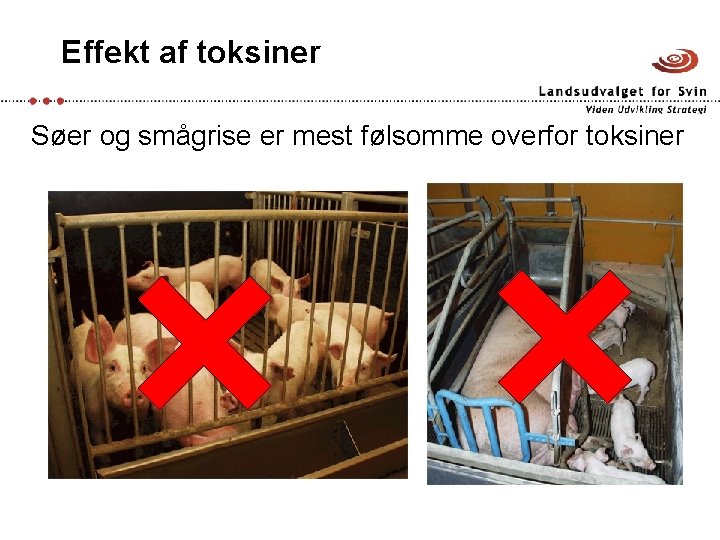 Effekt af toksiner Søer og smågrise er mest følsomme overfor toksiner 