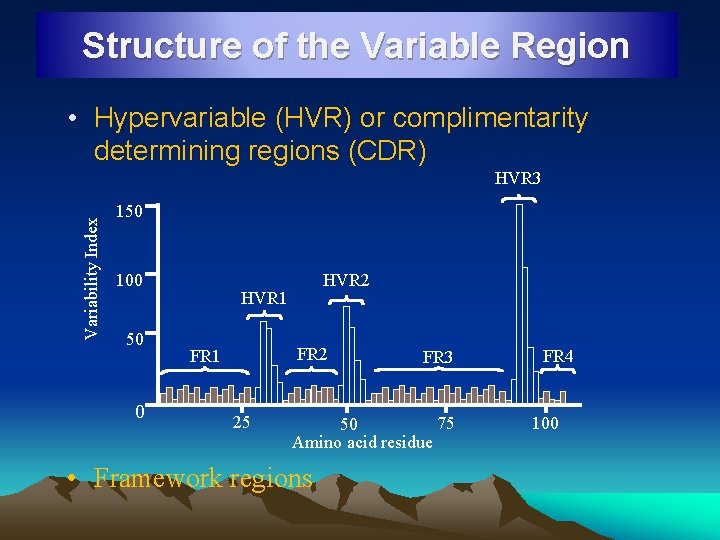 Structure of the Variable Region • Hypervariable (HVR) or complimentarity determining regions (CDR) Variability