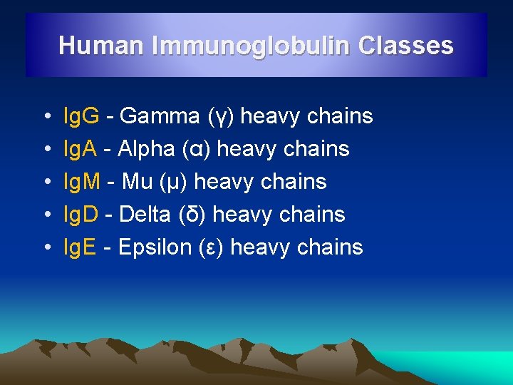 Human Immunoglobulin Classes • • • Ig. G - Gamma (γ) heavy chains Ig.