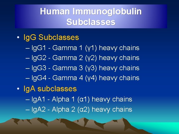 Human Immunoglobulin Subclasses • Ig. G Subclasses – Ig. G 1 - Gamma 1