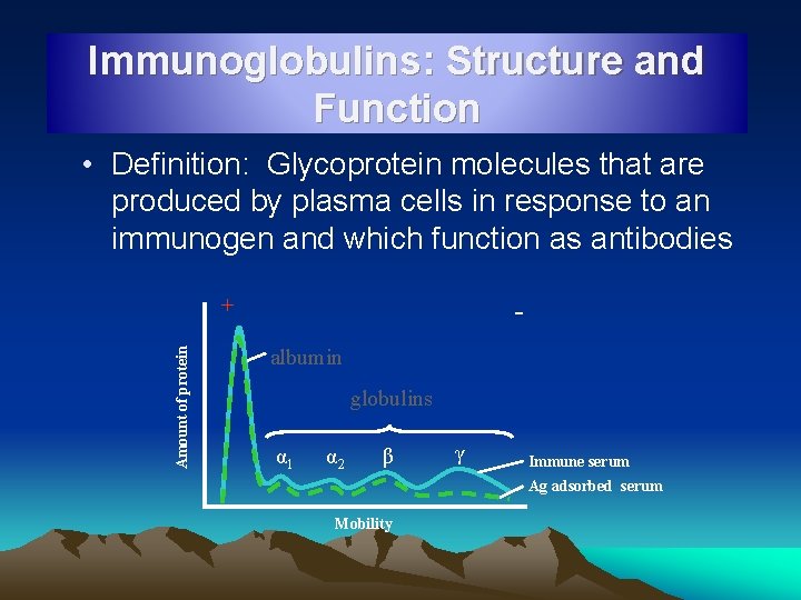 Immunoglobulins: Structure and Function • Definition: Glycoprotein molecules that are produced by plasma cells