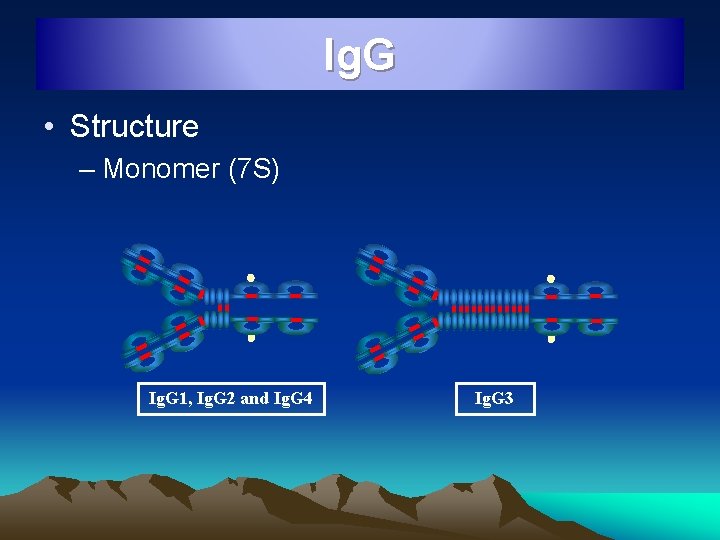 Ig. G • Structure – Monomer (7 S) Ig. G 1, Ig. G 2