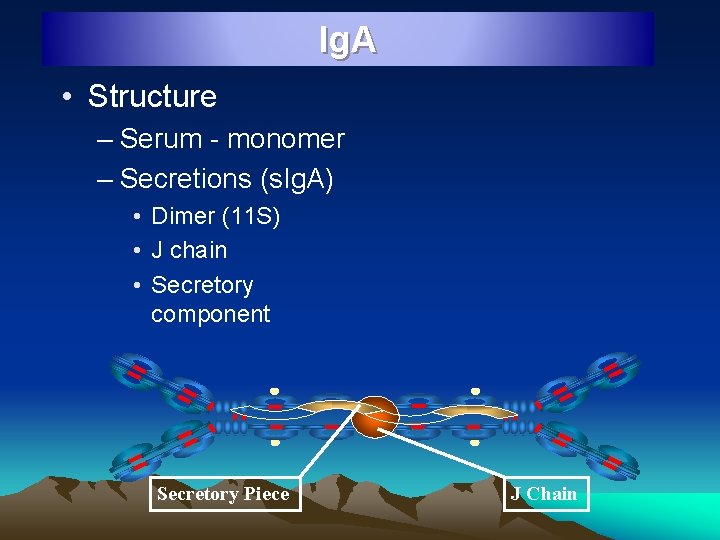 Ig. A • Structure – Serum - monomer – Secretions (s. Ig. A) •