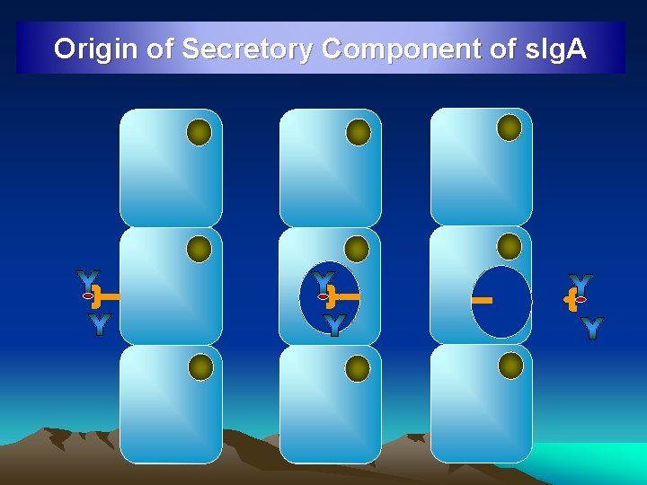 Origin of Secretory Component of s. Ig. A 