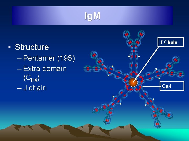 Ig. M • Structure – Pentamer (19 S) – Extra domain (CH 4) –