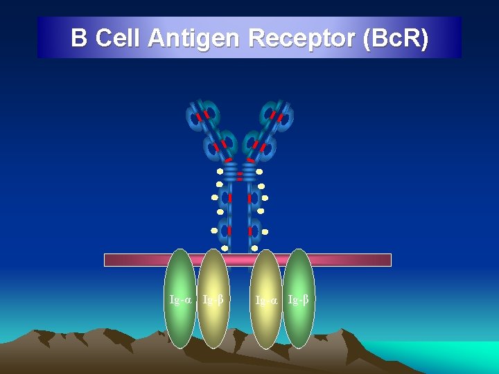 B Cell Antigen Receptor (Bc. R) Ig-α Ig-β 