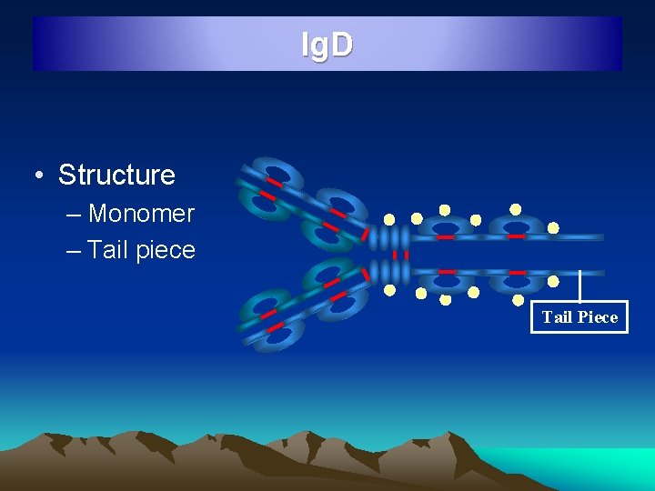 Ig. D • Structure – Monomer – Tail piece Tail Piece 