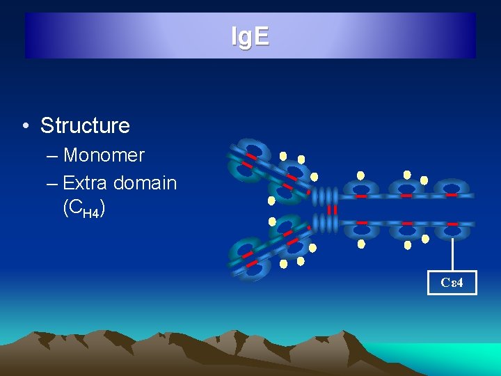 Ig. E • Structure – Monomer – Extra domain (CH 4) Cε 4 