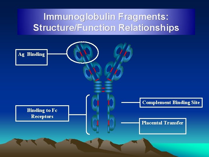 Immunoglobulin Fragments: Structure/Function Relationships Ag Binding Complement Binding Site Binding to Fc Receptors Placental