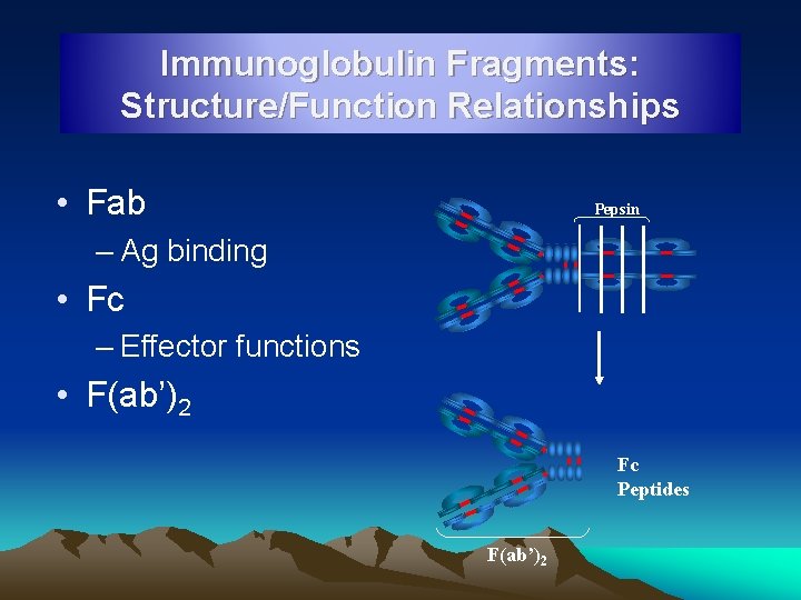 Immunoglobulin Fragments: Structure/Function Relationships • Fab Pepsin – Ag binding • Fc – Effector