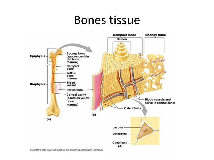 Bones tissue 