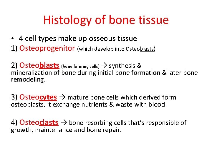 Histology of bone tissue • 4 cell types make up osseous tissue 1) Osteoprogenitor